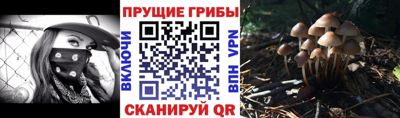 Псилоцибиновые грибы Cubensis Теберда